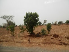 Maroua